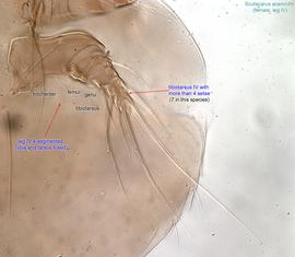  Fig. 6.  Scutacarus acarorum  female leg IV. 