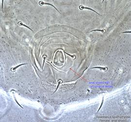  Fig. 6.  Spadiseius spathiphyllae  paratype female anal shield. 