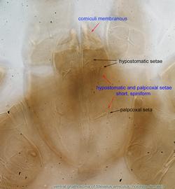  Fig. 6.  Stevelus amiculus  holotype female gnathosoma, ventral view; DIC. 