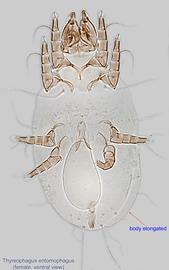  Fig. 6.  Thyreophagus entomophagus  female, ventral view. 