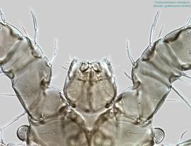  Fig. 6.  Trochometridium tribulatum  female gnathosoma, ventral view. 