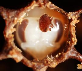  Fig. 6. Female of  Varroa destructor  on the head of pupa of the European honey bee,  Apis mellifera;  pupa is inside nest cell; photo by Gilles San Martin/Flickr. 