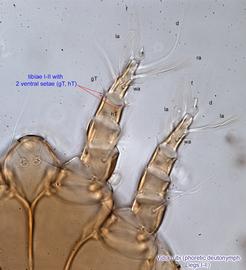  Fig. 6.  Vidia rubi  phoretic deutonymph legs I-II, ventral view. 