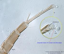  Fig. 7.  Anoetus  ex  Lasioglossum coriaceum  phoretic deutonymph leg II. 