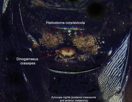  Fig. 7. Posterior mesosoma and anterior metasoma of the bee  Xylocopa nigrita . First metasomal tergite of the bee has two large clusters of phoretic deutonymphs of  Histiostoma   conclavicola  and a single female of  Dinogamasus crassipes . The anterior body of  D. crassipes  is partially inserted in the metasomal acarinarium and is hidden, while the posterior body is visible from the outside; photo by Barry OConnor, University of Michigan. 