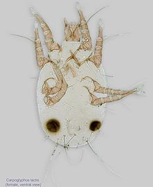  Fig. 7.  Carpoglyphus lactis  female, ventral view. 