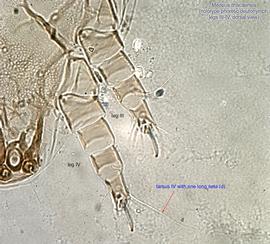  Fig. 7.  Medeus ithacaensis  holotype phoretic deutonymph legs III-IV, dorsal view. 