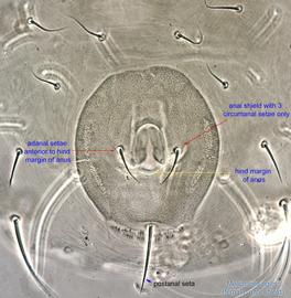  Fig. 7.  Melichares agilis  female anal shield. 