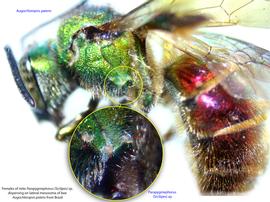  Fig. 9. Females of mite  Parapygmephorus (Sicilipes)  sp. dispersing on lateral mesosoma of bee  Augochloropsis patens  from Brazil. 