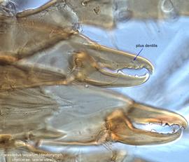  Fig. 7.  Parasitellus talparum  deutonymph chelicerae. 