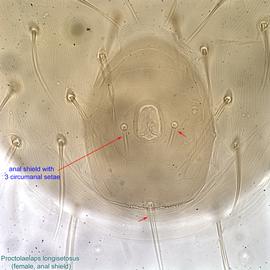  Fig. 7.  Proctolaelaps   longisetosus  female anal shield. 