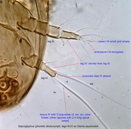  Fig. 7.  Saproglyphus  sp. (ex  Osmia aquilonaria ) phoretic deutonymph leg III-IV, ventral view .  