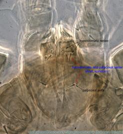  Fig. 7.  Stevelus amiculus  holotype female gnathosoma, ventral view; phase contrast. 