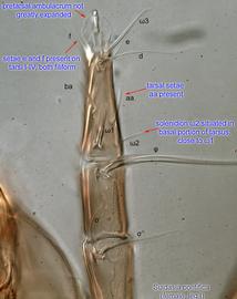  Fig. 7.  Suidasia pontifica  female leg I, dorsal view. 