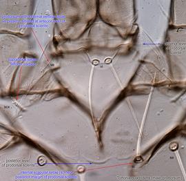  Fig. 7.  Tortonia quadridens  male prodorsum. 