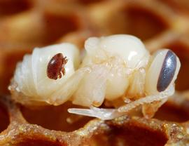  Fig. 7. Female of  Varroa destructor  on pupa of the European honey bee,  Apis mellifera;  pupa has been removed from nest cell; photo by Gilles San Martin/Flickr. 