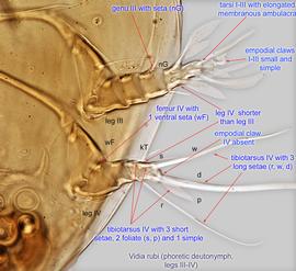  Fig. 7.  Vidia rubi  phoretic deutonymph legs III-IV, ventral view. 