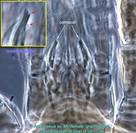  Fig. 8.  Ameroseius  sp. female gnathosoma, optical section at level of corniculi. 