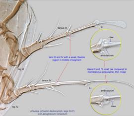  Fig. 8.  Anoetus  ex  Lasioglossum coriaceum  phoretic deutonymph legs III-IV. 