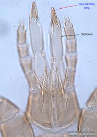  Fig. 8.  Androlaelaps casalis  female gnathosoma. 