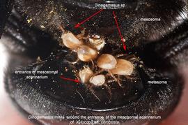  Fig. 8.  Dinogamasus  female mites around the entrance of the mesosomal acarinarium of  Xylocopa  aff.  combusta;  photo © Nicolas Vereecken, Université Libre de Bruxelles. 