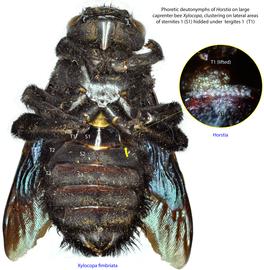  Fig. 19. Phoretic deutonymphs of Horstia clustered on lateral areas of sternites 1 (S1) hidden under tergites 1 (T1) of large carpenter bee  Xylocopa . 