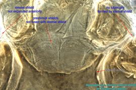  Fig. 8.  Hypoaspis  sp.n. (ex  Tetragonula pagdeni ) female sternal shield, anterior border. 