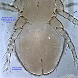  Fig. 8.  Kerdabania  female hysterosoma, ventral view. 