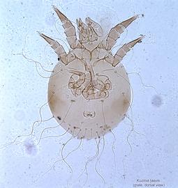  Fig. 8.  Kuzinia laevis  male, dorsal view. 