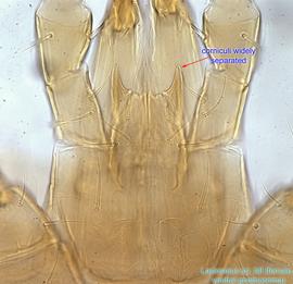  Fig. 8.  Lasioseius  sp. female gnathosoma, ventral view. 