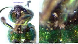  Fig. 10. Females of mite  Parapygmephorus (Sicilipes)  sp. dispersing on ventral mesosoma of bee  Augochloropsis patens  from Brazil. 