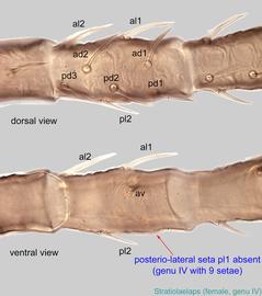  Fig. 8.  Stratiolaelaps  sp. female genu IV. 