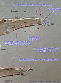  Fig. 8.  Suidasia pontifica  female tarsi I-II, lateral view. 