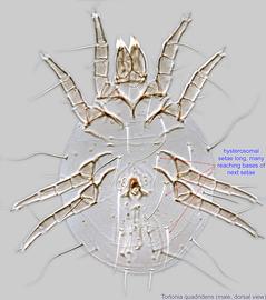  Fig. 8.  Tortonia quadridens  male, dorsal view. 