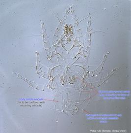  Fig. 8.  Vidia rubi  female, dorsal view. 