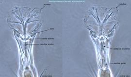  Fig. 9.  Neocypholaelaps  sp. female ambulacrum III; claws weakly developed. 