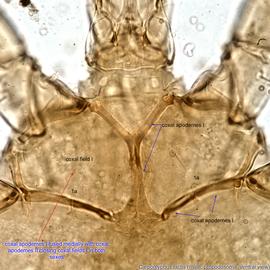  Fig. 9.  Carpoglyphus lactis  male propodosoma, ventral view. 