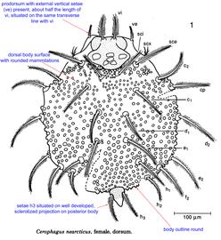  Fig. 9.  Cerophagus nearcticus  female, dorsal view; drawing by Barry OConnor, University of Michigan. 