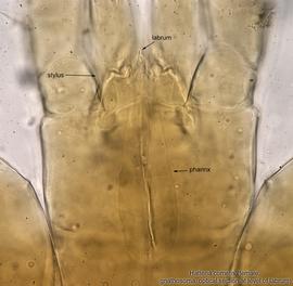  Fig. 9.  Hattena cometis  female gnathosoma, optical section at level of labrum. 