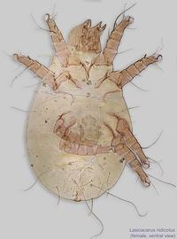  Fig. 9.  Lasioacarus nidicolus  female, ventral view. 