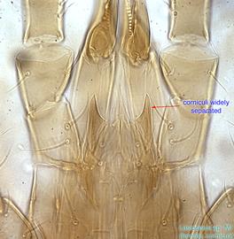  Fig. 9.  Lasioseius  sp. female anteroventral gnathosoma showing corniculi. 