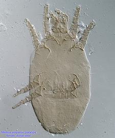  Fig. 9.  Medeus vesparius  paratype female, dorsal view. 