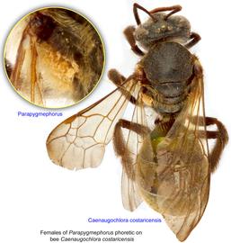  Fig. 11. Females of  Parapygmephorus  phoretic on bee  Caenaugochlora costaricensis ; photo by Lindsey Seastone & Laura Hartmann, ITP. 