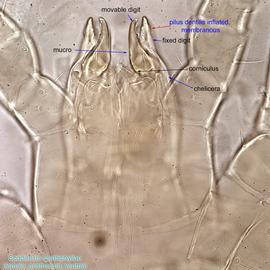  Fig. 9.  Spadiseius spathiphyllae  paratype female gnathosoma; bright field. 