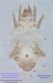  Fig. 9.  Thyreophagus entomophagus  male, dorsal view. 