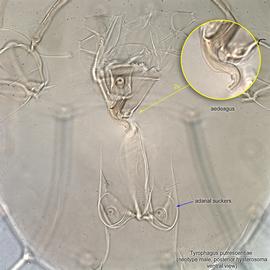  Fig. 9.  Tyrophagus putrescentiae  neotype male posterior hysterosoma ventral view. 