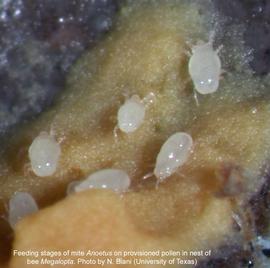  Fig. 18. Feeding stages of mite  Anoetus  on provisioned pollen in nest of bee  Megalopta;  photo copy; N. Biani, University of Texas. 
