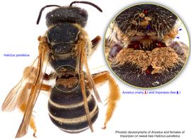  Fig. 14. Phoretic deutonymphs of  Anoetus  (many, red arrows) and females of  Imparipes  (few, blue arrows) on sweat bee  Halictus parallelus;  photo by Lindsey Seastone amp; Laura Hartmann, ITP. 