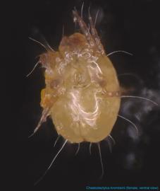  Fig. 9.  Chaetodactylus krombeini  female, ventral view; FL photo by Ron Ochoa amp; Gary Bauchan, USDA-ARS. 