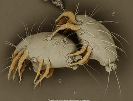  Fig. 11.  Chaetodactylus krombeini  pair in copula; LT-SEM photo by Ron Ochoa amp; Gary Bauchan, USDA-ARS. 